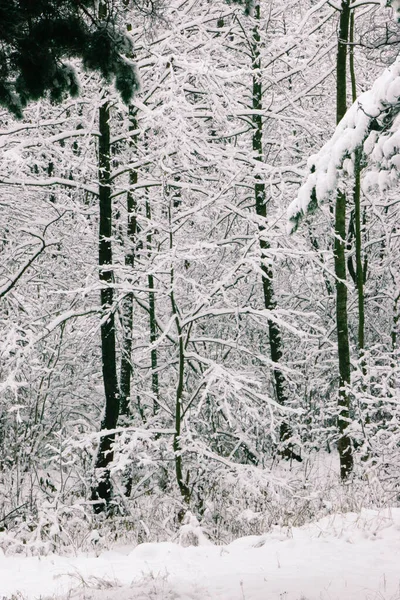 Návrh Pohlednic Zavřít Větve Stromů Pokryté Sněhem Proti Modré Obloze — Stock fotografie