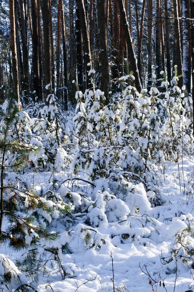 Projeto Cartão Saudação Feche Ramos Árvore Cobertos Neve Contra Céu — Fotografia de Stock