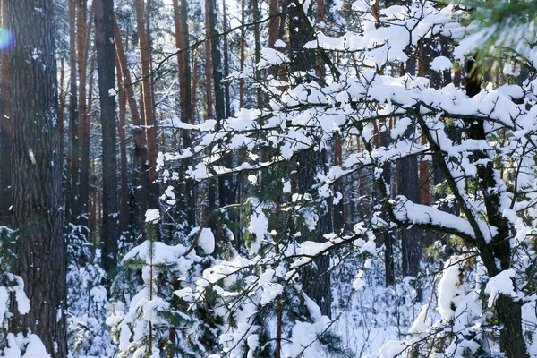 Projeto Cartão Saudação Feche Ramos Árvore Cobertos Neve Contra Céu — Fotografia de Stock