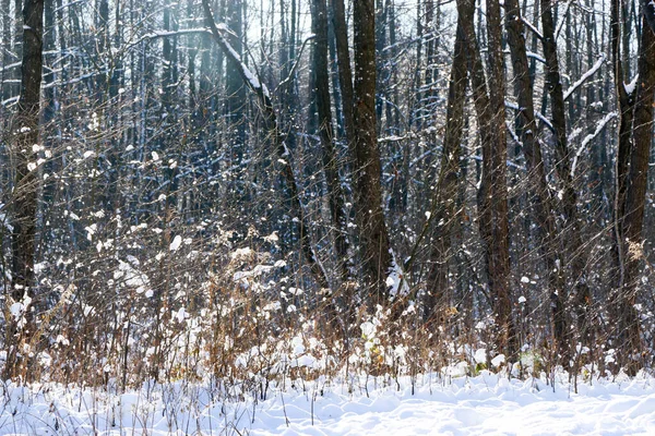 Grußkarten Design Schließen Sie Mit Schnee Bedeckte Äste Vor Blauem — Stockfoto