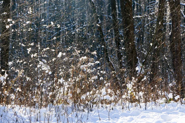 Grußkarten Design Schließen Sie Mit Schnee Bedeckte Äste Vor Blauem — Stockfoto