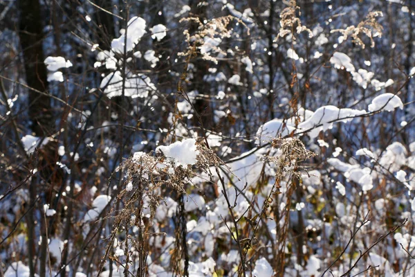 Grußkarten Design Schließen Sie Mit Schnee Bedeckte Äste Vor Blauem — Stockfoto