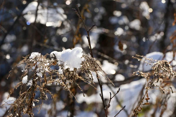 Grußkarten Design Schließen Sie Mit Schnee Bedeckte Äste Vor Blauem — Stockfoto