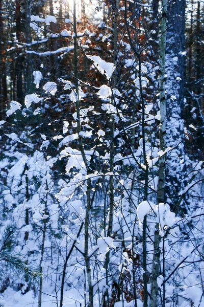 Projekt Kartki Życzeniami Zamknij Gałęzie Drzew Pokryte Śniegiem Tle Błękitnego — Zdjęcie stockowe