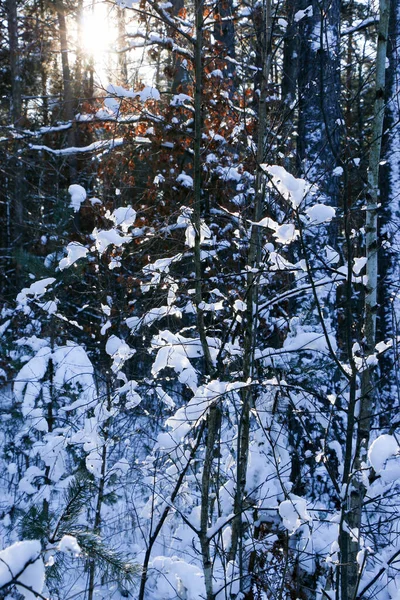 Projekt Kartki Życzeniami Zamknij Gałęzie Drzew Pokryte Śniegiem Tle Błękitnego — Zdjęcie stockowe