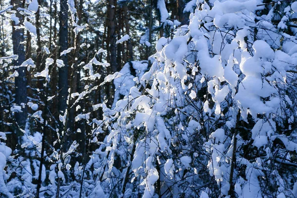 Greeting Card Design Close Tree Branches Covered Snow Blue Sky — Stock Photo, Image