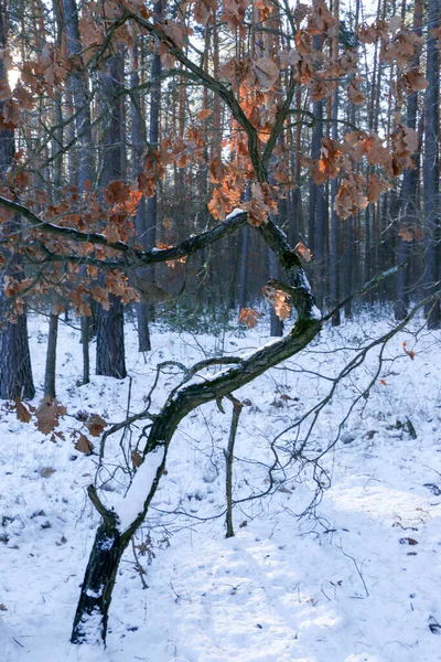 Grußkarten Design Schließen Sie Mit Schnee Bedeckte Äste Vor Blauem — Stockfoto