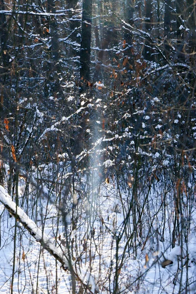 Grußkarten Design Schließen Sie Mit Schnee Bedeckte Äste Vor Blauem — Stockfoto