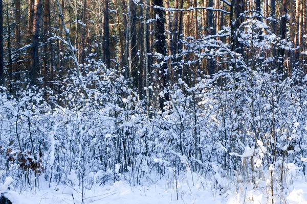 Projeto Cartão Saudação Feche Ramos Árvore Cobertos Neve Contra Céu — Fotografia de Stock