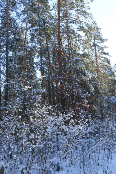 Projeto Cartão Saudação Feche Ramos Árvore Cobertos Neve Contra Céu — Fotografia de Stock