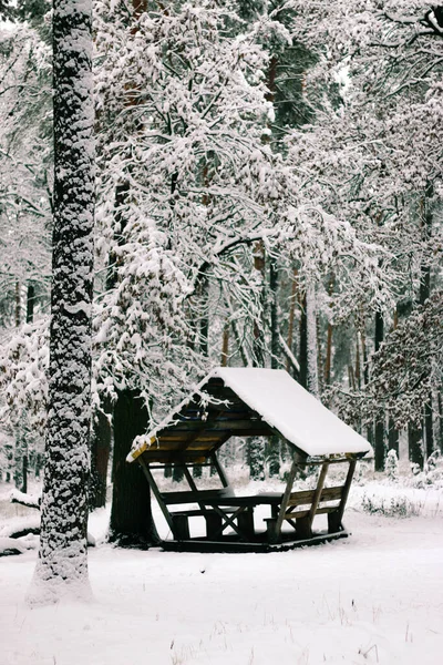 雪に覆われたトウヒの森と冬の風景 クリスマスビュー 晴れた日には — ストック写真
