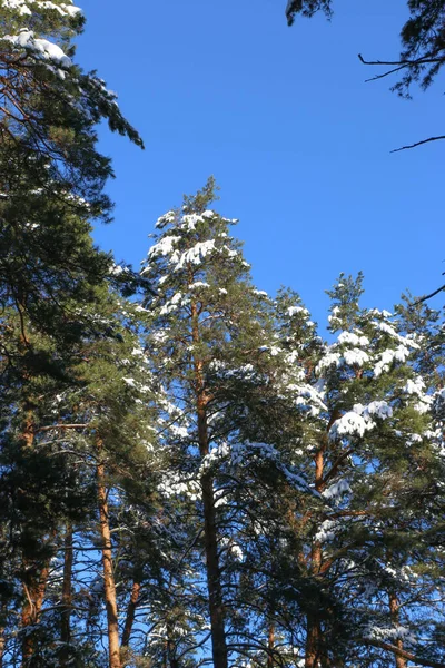 Winterlandschap Met Besneeuwd Sparrenbos Kerst Uitzicht Een Zonnige Dag — Stockfoto