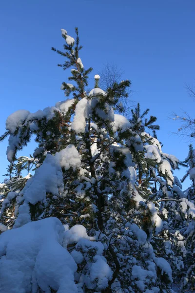 Winterlandschap Met Besneeuwd Sparrenbos Kerst Uitzicht Een Zonnige Dag — Stockfoto