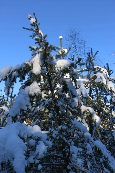 Winterlandschaft Mit Schneebedecktem Fichtenwald Weihnachtsansichten Einem Sonnigen Tag — Stockfoto