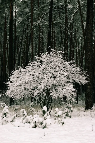 Paisagem Inverno Árvores Geladas Floresta Nevada Manhã Ensolarada Natureza Inverno — Fotografia de Stock