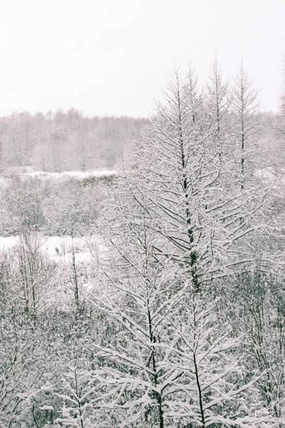 Paisaje Invernal Los Árboles Helados Bosque Nevado Mañana Soleada Naturaleza —  Fotos de Stock