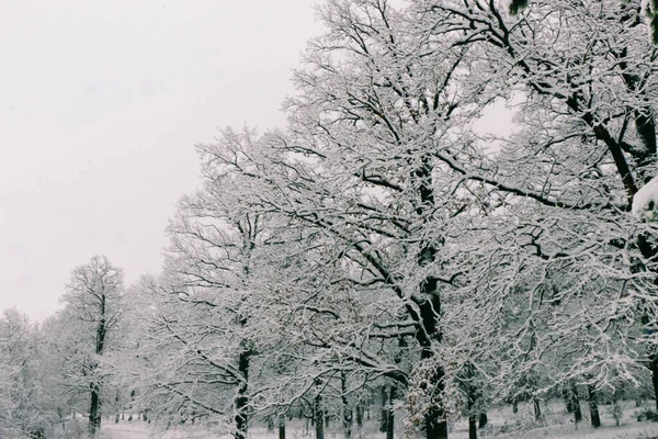 Зимний Пейзаж Морозные Деревья Снежном Лесу Солнечное Утро Спокойная Зимняя — стоковое фото