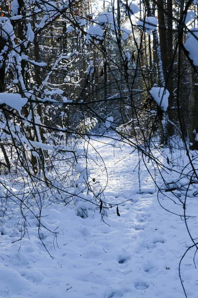 Paisaje Invernal Los Árboles Helados Bosque Nevado Mañana Soleada Naturaleza —  Fotos de Stock