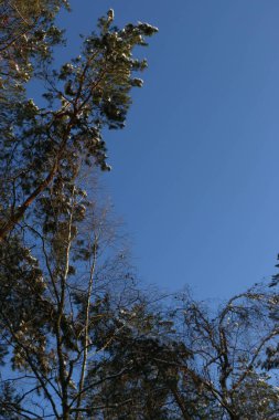 Bahçe bahçesinde kışın anlatılan masal. Beyaz Pinus Strobus 'un dallarında kar. Mavi gökyüzüne karşı çam dalı. Yakın plan. Kar yağışından sonraki açık güneşli kış. Tasarım için doğa konsepti.