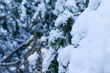 Karlı çam ağacı Noel sahnesi. Firavun dalları buzla kaplıydı. Kış havası. Kışın kar dalları kapladı.