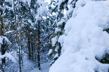 Karlı çam ağacı Noel sahnesi. Firavun dalları buzla kaplıydı. Kış havası. Kışın kar dalları kapladı.