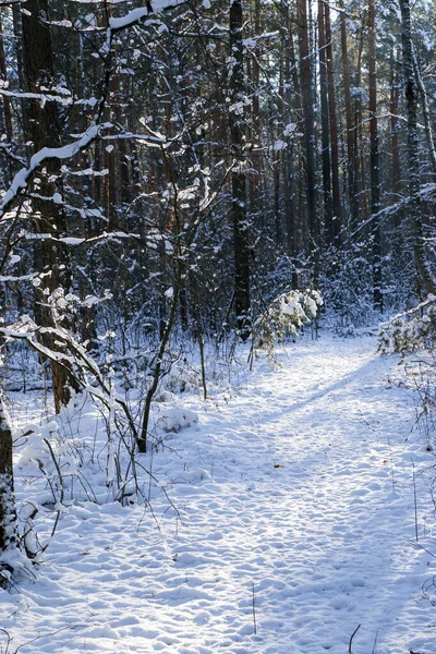 冬季景观 阳光明媚的早晨 雪地森林里结霜的树木 在阳光下 冬天的自然是不稳定的 雪地里的树 — 图库照片