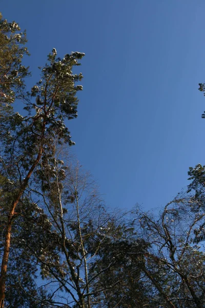 Conto Inverno Jardim Paisagístico Sempre Verde Neve Ramos Pinheiro Branco — Fotografia de Stock