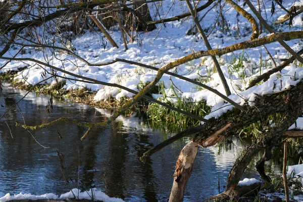Śnieg Padający Rzekę Śnieżnymi Brzegami Gałęziami Drzew Nad Wodą Ukraina — Zdjęcie stockowe