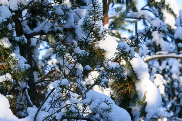 Winterbesneeuwde Dennenboom Kersttafereel Varen Takken Bedekt Met Vorst Wonderland Winter — Stockfoto