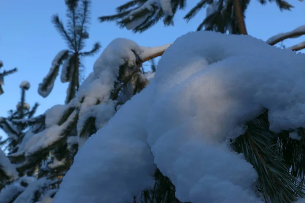 Winter Snowy Pine Tree Christmas Scene Fir Branches Covered Frost — Stock Photo, Image