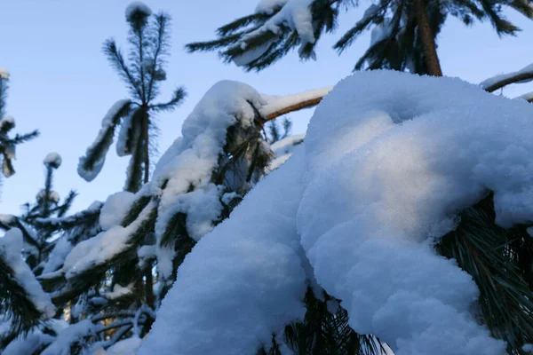 Winter Snowy Pine Tree Christmas Scene Fir Branches Covered Frost — Stock Photo, Image