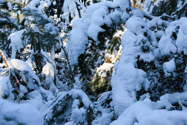 冬の雪の松のクリスマスシーン 霜の不思議さに覆われた平らな枝 冬の気分 冬の雪に覆われた枝 — ストック写真