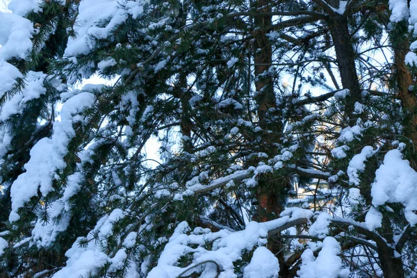 Hiver Pin Neigeux Scène Noël Branches Sapin Couvertes Merveilles Gel — Photo