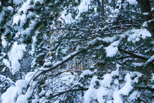 Winterbesneeuwde Dennenboom Kersttafereel Varen Takken Bedekt Met Vorst Wonderland Winter — Stockfoto
