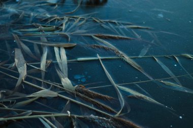Nehirde donmuş kamışlar şeffaf mavi buzda, gün batımında, kamış yaprakları ve buzun içinde donmuş saplar.