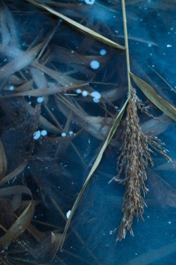 Nehirde donmuş kamışlar şeffaf mavi buzda, gün batımında, kamış yaprakları ve buzun içinde donmuş saplar.