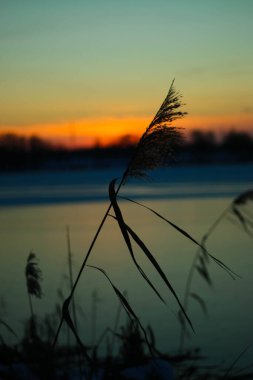 Donmuş gölde gün batımı. Sazlıklar ve ağaçlar, kıyılarda kar.