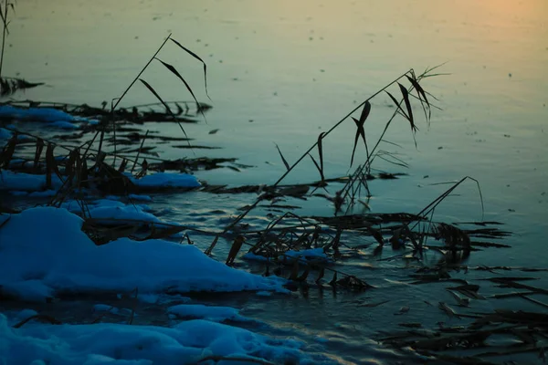 Riet Rivier Bevroren Ijs Transparant Blauw Ijs Zonsondergang Tijd Riet — Stockfoto