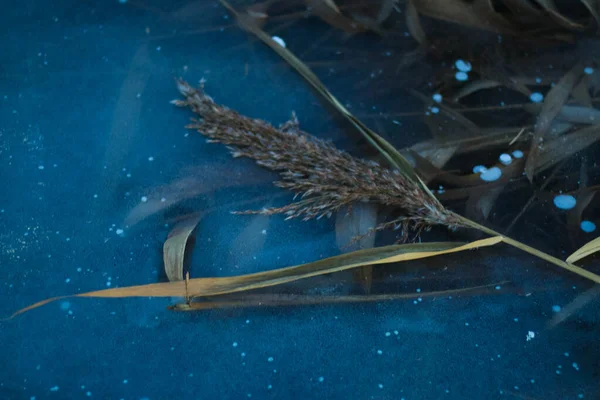 Roseaux Dans Rivière Gelés Dans Glace Glace Bleue Transparente Heure — Photo