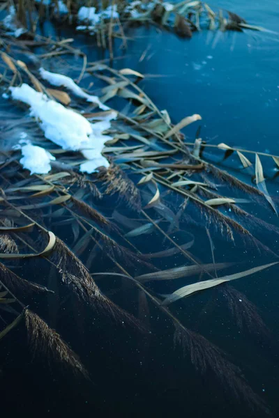 Schilf Fluss Gefroren Eis Transparentes Blaues Eis Sonnenuntergang Schilfblätter Und — Stockfoto