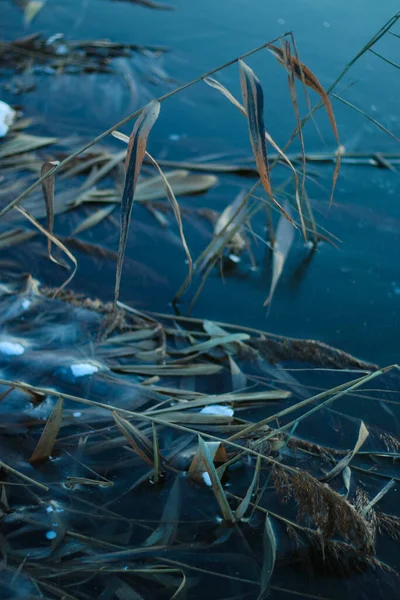 Canne Nel Fiume Congelate Nel Ghiaccio Trasparente Ghiaccio Blu Tempo — Foto Stock