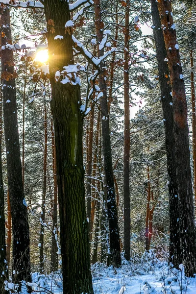 Zimowy krajobraz z pokrytym śniegiem lasem świerkowym. Widok Boże Narodzenie. — Zdjęcie stockowe
