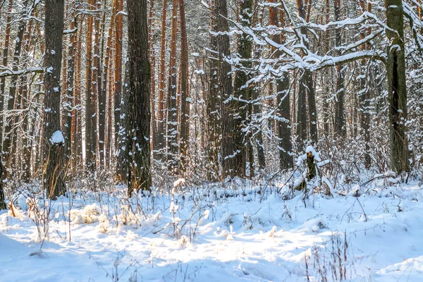 Paisaje invernal con bosque de abetos cubierto de nieve. Vista de Navidad. — Foto de Stock