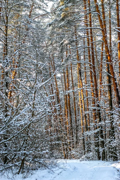 Paisagem de inverno com floresta de abeto coberto de neve. Vista de Natal. — Fotografia de Stock
