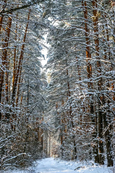 Зимний пейзаж с заснеженными еловыми лесами. Вид на Рождество. — стоковое фото