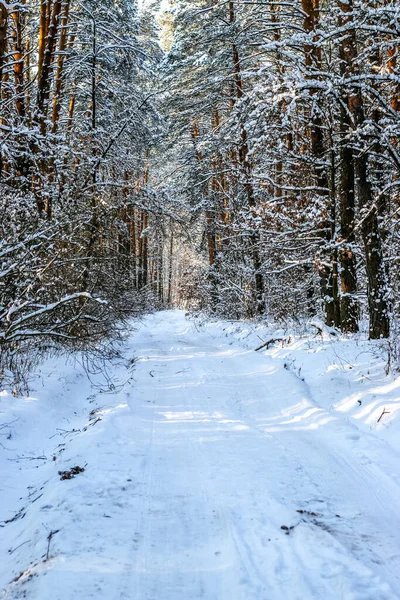 눈덮인 가문비나무 숲이 있는 겨울 풍경. 크리스마스 전망. — 스톡 사진