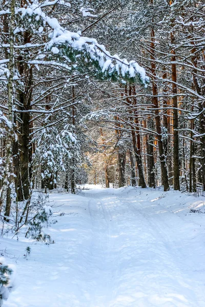 Zimní krajina se zasněženými smrkovými lesy. Vánoční pohled. — Stock fotografie
