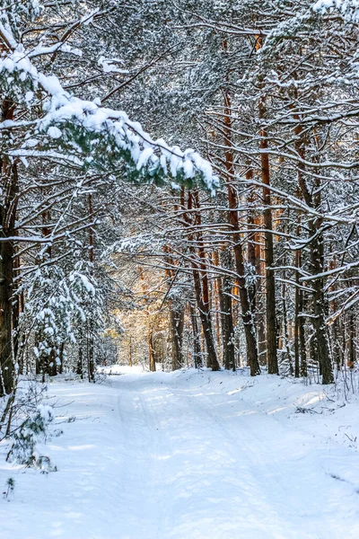 Paisagem de inverno com floresta de abeto coberto de neve. Vista de Natal. — Fotografia de Stock