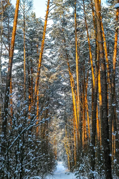 Zimowy krajobraz z pokrytym śniegiem lasem świerkowym. Widok Boże Narodzenie. — Zdjęcie stockowe