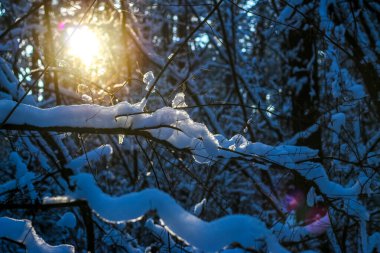 Karlı çam ağacı Noel sahnesi. Firavun dalları buzla kaplı harikalar diyarıyla.
